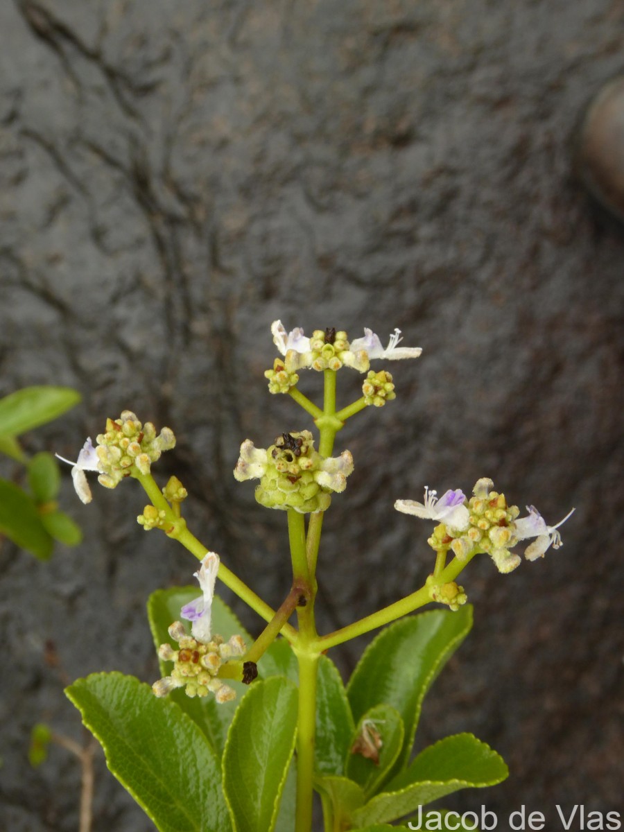 Coleus velutinus (Trimen) A.J.Paton